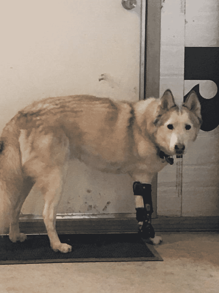 CHINOOK