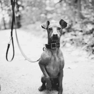ART OF LEASH AND LONG LINE HANDLING