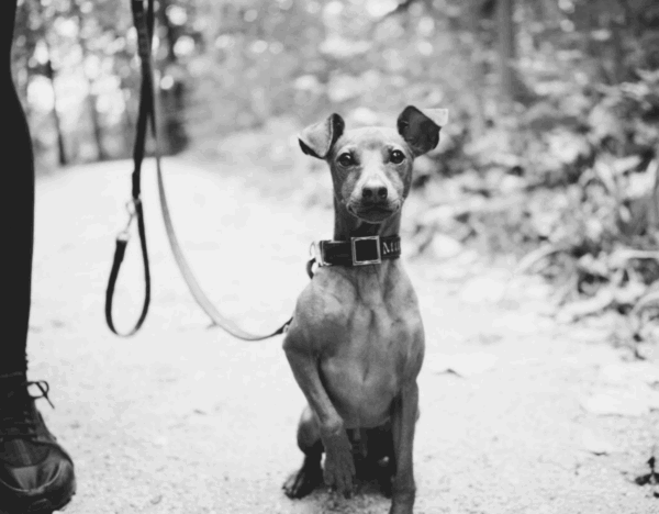 ART OF LEASH AND LONG LINE HANDLING